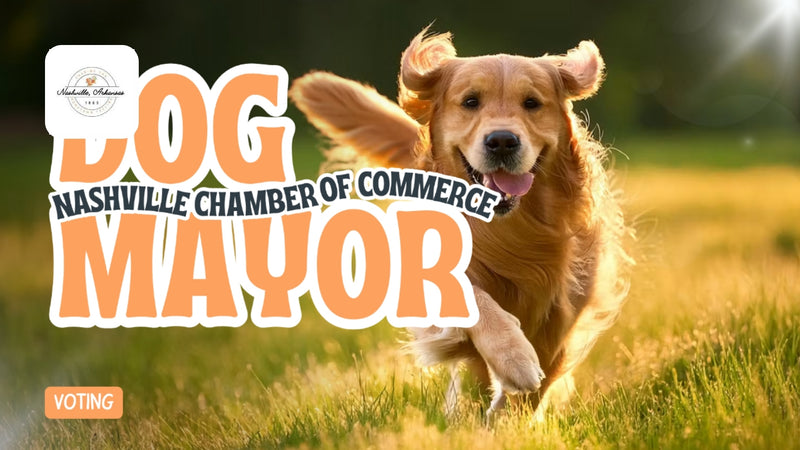 Dog Mayor Voting