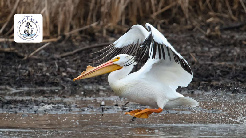 Pelican Palooza 2026 Photo Submission