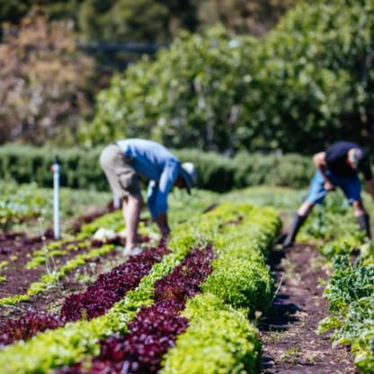 Adopt-a-Garden Program Template